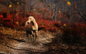 fond d'écran hd cheval paysage automne
